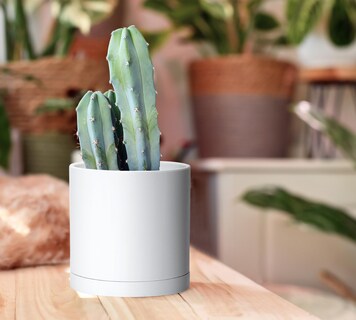 Foto 6 | Foto 6 | Plant Pots D'vine Dev Paquete De 4 Unidades Modernas De Plástico 14 Cm Con Platillos - Venta Internacional.