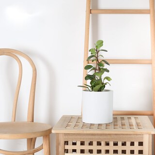Foto 2 | Foto 2 | Maceta Pageqiu De Cerámica Para Interiores 13 Cm Moderna Blanca Con Drenaje - Venta Internacional.