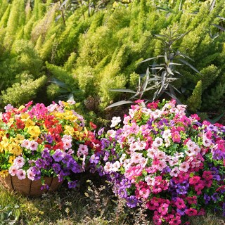 Foto 4 | Foto 4 | Flores Artificiales Trytuny Resistentes A Los Rayos Uv Para Exteriores (paquete De 20) - Venta Internacional.