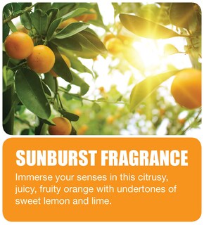 Foto 2 | Foto 2 | Fragancia Odor Fogger Big D 345 Sunburst 150 Ml 12 Unidades - Venta Internacional.