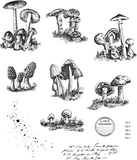 Foto 1 | Foto 1 | Set De Sellos Tim Holtz Stampers Anonymous Tiny Toadstools - Venta Internacional.