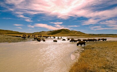 Foto 5 | Foto 5 | Complemente La Investigación Bioeléctrica Y El Rendimiento Del Órgano De Bisonte - Venta Internacional.