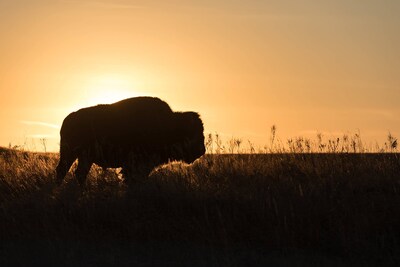 Foto 6 | Foto 6 | Complemente La Investigación Bioeléctrica Y El Rendimiento Del Órgano De Bisonte - Venta Internacional.