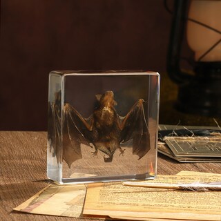 Foto 1 | Foto 1 | Espécimen De Murciélago De Taxidermia En Resina Para La Enseñanza De Las Ciencias - Venta Internacional.