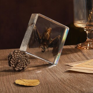Foto 2 | Foto 2 | Espécimen De Murciélago De Taxidermia En Resina Para La Enseñanza De Las Ciencias - Venta Internacional.
