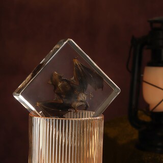 Foto 3 | Foto 3 | Espécimen De Murciélago De Taxidermia En Resina Para La Enseñanza De Las Ciencias - Venta Internacional.