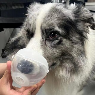 Foto 3 | Foto 3 | Nebulizador Para Perros Y Gatos Icare-pet Low Noise Con Máscara - Venta Internacional.