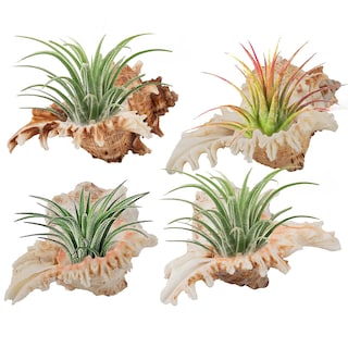 Foto 1 | Foto 1 | Soportes Para Plantas Air Plant Soportes Anphsin Con Forma De Caracola Marina De 10 A 12 Cm Paquete De 4 - Venta Internacional.
