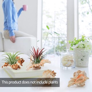 Foto 2 | Foto 2 | Soportes Para Plantas Air Plant Soportes Anphsin Con Forma De Caracola Marina De 10 A 12 Cm Paquete De 4 - Venta Internacional.