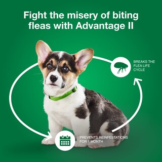 Foto 7 | Foto 7 | Tratamiento Y Prevención De Pulgas Advantage Ii Para Perros Pequeños De 3 A 10 Libras - Venta Internacional.