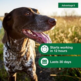 Foto 6 | Foto 6 | Tratamiento Y Prevención De Pulgas Advantage Ii Para Perros Medianos - Venta Internacional.