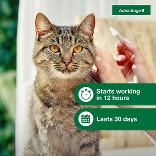 Foto 5 | Foto 5 | Tratamiento Y Prevención De Pulgas Advantage Ii Para Gatos Grandes De 9 Libras O Más - Venta Internacional.
