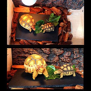 Foto 6 | Foto 6 | Plataforma Para Tomar El Sol Con Forma De Tortuga Para Reptiles - Venta Internacional.
