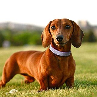 Foto 5 | Foto 5 | Collar De Perro Haoyueer De Piel De Gamuza Suave Con Diamantes De Imitación Para Mascotas - Venta Internacional.