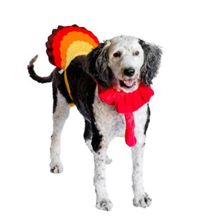 Foto 1 | Foto 1 | Disfraz De Perro Midlee Turkey Beard & Thanksgiving - Venta Internacional.