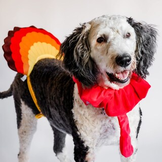 Foto 2 | Foto 2 | Disfraz De Perro Midlee Turkey Beard & Thanksgiving - Venta Internacional.