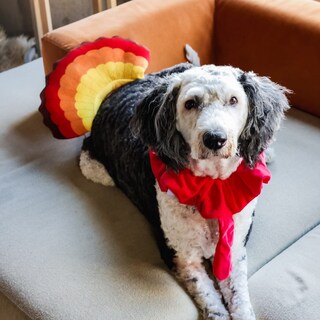 Foto 3 | Foto 3 | Disfraz De Perro Midlee Turkey Beard & Thanksgiving - Venta Internacional.