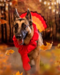 Foto 4 | Foto 4 | Disfraz De Perro Midlee Turkey Beard & Thanksgiving - Venta Internacional.