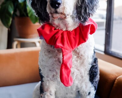 Foto 6 | Foto 6 | Disfraz De Perro Midlee Turkey Beard & Thanksgiving - Venta Internacional.