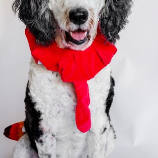Foto 7 | Foto 7 | Disfraz De Perro Midlee Turkey Beard & Thanksgiving - Venta Internacional.