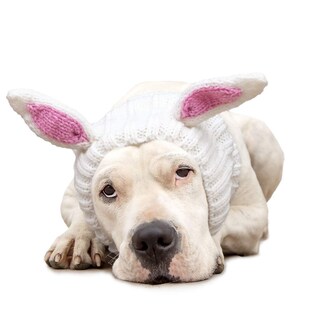 Foto 1 | Foto 1 | Costume Zoo Snoods Tejido Con Forma De Conejo Para Perros De Pascua Para Mascotas - Venta Internacional.