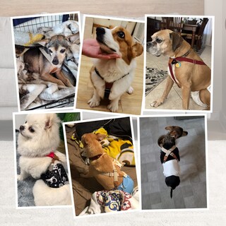 Foto 7 | Foto 7 | Dog Suspenders Pet Soft Pañales Keeper Para Perra Hembra - Venta Internacional.