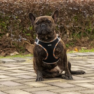 Foto 5 | Foto 5 | Arnés Para Perros Amtor Small Con Correa Para Entrenamiento Y Caminata - Venta Internacional.