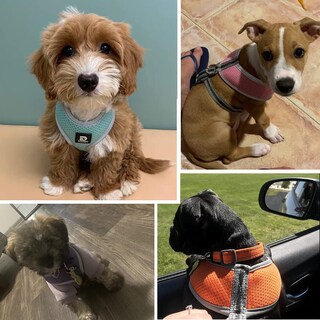 Foto 7 | Foto 7 | Set De Arnés Y Correa Dociote Puppy Para Perros Pequeños Y Medianos - Venta Internacional.