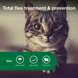 Foto 3 | Foto 3 | Tratamiento Y Prevención De Pulgas Advantage Ii Para Gatos Pequeños 2 3 A 4 1 Kg - Venta Internacional.