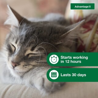 Foto 5 | Foto 5 | Tratamiento Y Prevención De Pulgas Advantage Ii Para Gatos Pequeños 2 3 A 4 1 Kg - Venta Internacional.