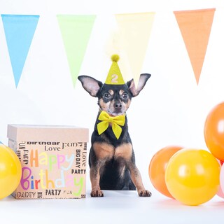 Foto 2 | Foto 2 | Gorro De Cumpleaños Idolpet Para Perros Y Gatos Con Pajarita Para Mascotas Pequeñas Y Medianas - Venta Internacional.