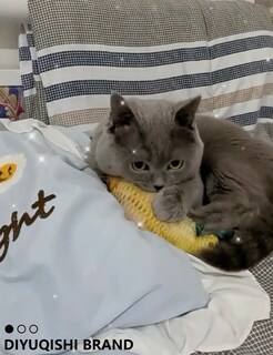 Foto 3 | Foto 3 | Juego De 14 Juguetes Para Gatos Diyuqishi Con Hierba Gatera Orgánica Para Gatos De Interior - Venta Internacional.