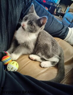 Foto 6 | Foto 6 | Juego De 14 Juguetes Para Gatos Diyuqishi Con Hierba Gatera Orgánica Para Gatos De Interior - Venta Internacional.