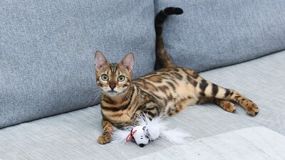 Foto 4 | Foto 4 | Juguete Para Gatos Con Forma De Cacahuetes Para Mascotas Relleno De Hierba Gatera 10 Cm - Venta Internacional.