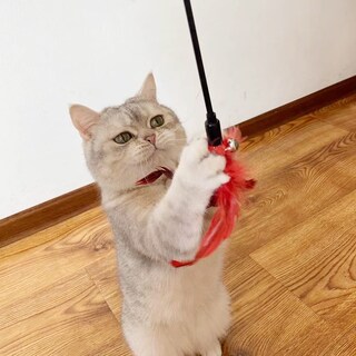 Foto 6 | Foto 6 | Teaser Interactivo Para Gatos Cat Wand Toys Iuhkbh Con Campana  6 Unidades - Venta Internacional.