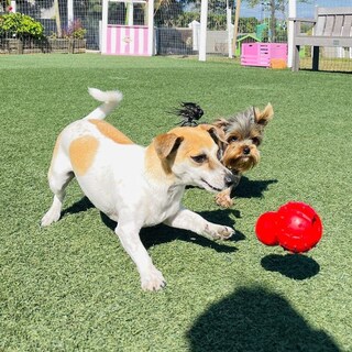 Foto 2 | Foto 2 | Juguete Masticable De Nylabone Con Forma De Cono Fuerte Para Perros Tamaño Mediano - Venta Internacional.