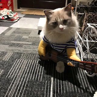 Foto 5 | Foto 5 | Disfraz De Mascota Nacoco Guitarra Para Perro Y Gato Halloween Y Navidad - Venta Internacional.