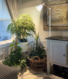 Foto 6 | Foto 6 | Grow Lights Hmvpl Full Spectrum 20w Cob Para Plantas De Interior - Venta Internacional.