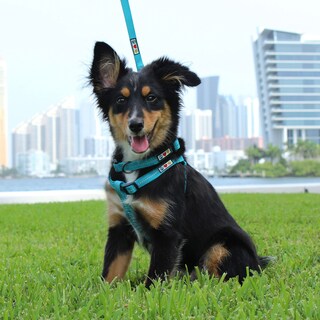 Foto 2 | Foto 2 | Arnés Para Perros Pawtitas Reciclado Con Costuras Reflectantes Tamaño Pequeño - Venta Internacional.