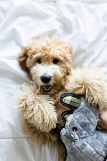 Foto 3 | Foto 3 | Juguete Para Perros Zippypaws Con Puntada En Z Grunterz Duradero De Peluche Chirriante - Venta Internacional.