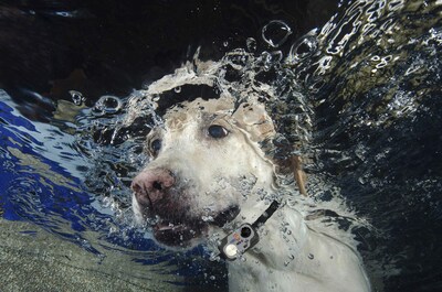 Foto 2 | Foto 2 | Collar Resistente Al Agua High Tech Pet Micro Sonic 5 Ms-5 - Venta Internacional.