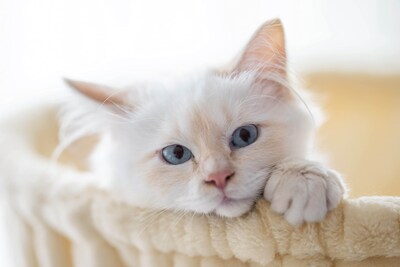 Foto 7 | Foto 7 | Torre Para Gatos Cat Tree Sha Cerlin De 91 Cm Con Rascador Tipo Hamaca - Venta Internacional.