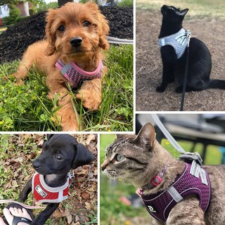 Foto 7 | Foto 7 | Arnés Dociote Universal Para Perros Y Gatos Con Correa Negra Xs - Venta Internacional.
