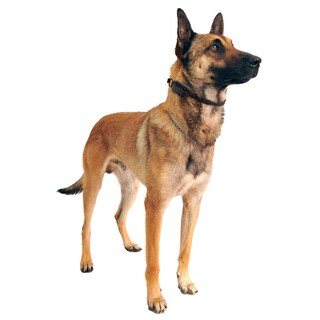 Foto 3 | Foto 3 | Collar De Adiestramiento Canino Receiver Comfort Pad Educator Cpad-011 - Venta Internacional.