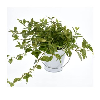 Foto 5 | Foto 5 | Paquete De 6 Cubos Pequeños De Metal Takma Color Galvanizado 4.3 Pulgadas - Venta Internacional.