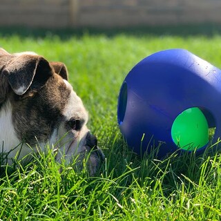 Foto 5 | Foto 5 | Bola Para Perros Jolly Pets Tamaño Grande Azul Para Perros De 27 A 41 Kg - Venta Internacional.