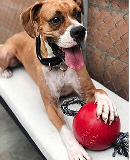 Foto 2 | Foto 2 | Juguete Para Perros Jolly Pets Romp-n-roll Con Cuerda Y Pelota De 15 Cm Tamaño Mediano Rojo - Venta Internacional.