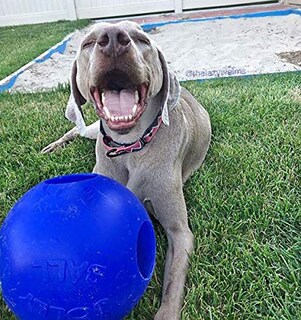 Foto 2 | Foto 2 | Bola De Juguete Para Perros Jolly Pets Extra Grande Azul Para Personas Mayores - Venta Internacional.