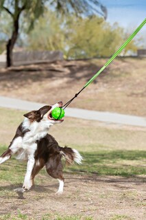 Foto 3 | Foto 3 | Juguete Para Perros Jolly Pets Tree Tugger Green Interactive Bungee - Venta Internacional.
