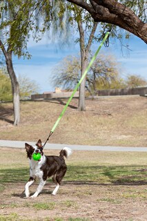 Foto 4 | Foto 4 | Juguete Para Perros Jolly Pets Tree Tugger Green Interactive Bungee - Venta Internacional.